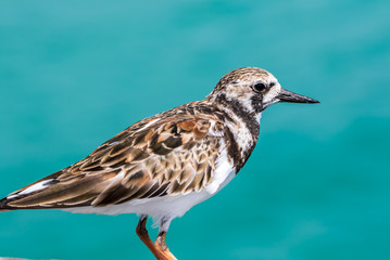 Ruddy Turnstone