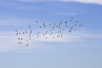 Birds in the sky