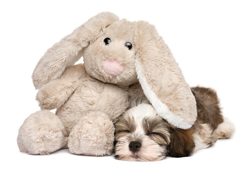 Little Havanese Puppy Sleeping With A Rabbit Plush Toy