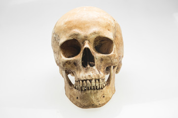 human skull