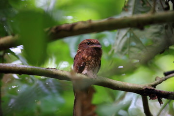 Gould's frogmouth (Batrachostomus stellatus) in Sabah, Borneo