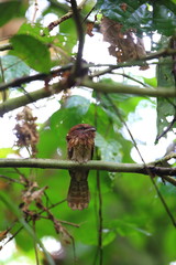 Gould's frogmouth (Batrachostomus stellatus) in Sabah, Borneo