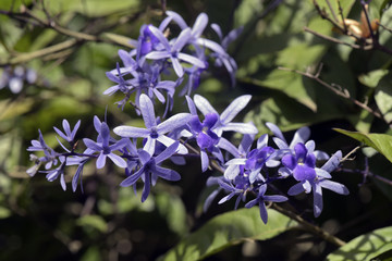 Sandpaper vine in bloom