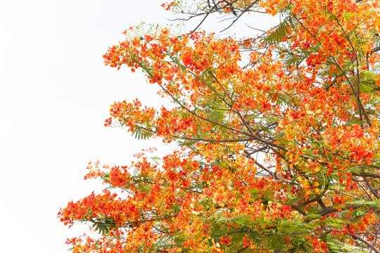 Caesalpinia pulcherrima