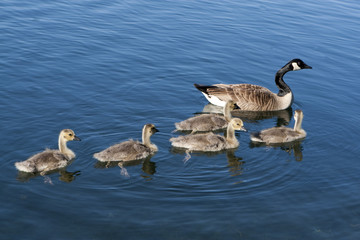 Canadian Geese family