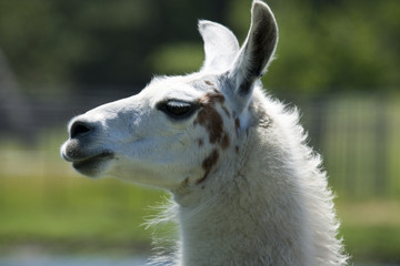 Obraz premium Llama