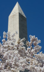 Washington monument on sunny day