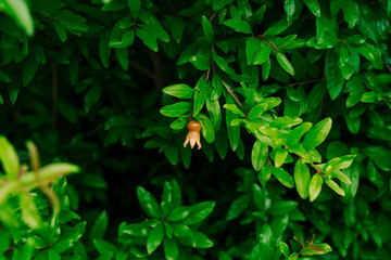 Small pomegranates on the tree in Montenegro.