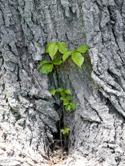 Convolvulus arvensis on а tree trunk