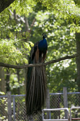 Fototapeta premium Peacock is sitting on a brunch of a tree