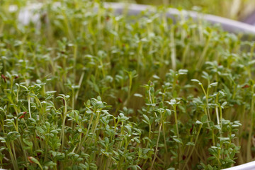 Fresh cress salad