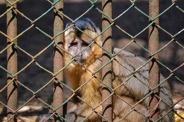  monkey