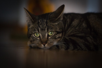 Leuchtende Katzenaugen