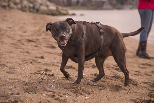 Pitbull terrier walk near water