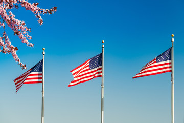 Cherry blossom abd flags of the United States waving over blue sky in Washington DC