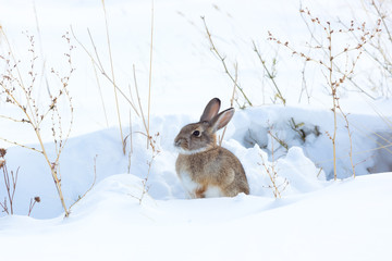 Naklejka premium Cottontail rabbit crouching in snow covered field