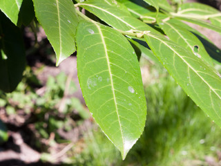 Dirty and spoiled dark green leaves in the sun up close