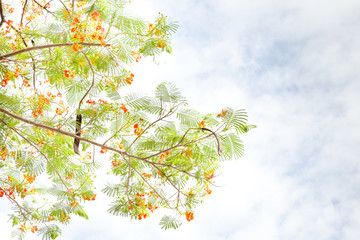 Caesalpinia pulcherrima