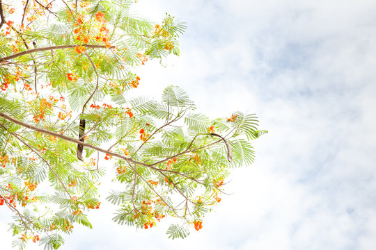 Caesalpinia pulcherrima