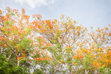 Caesalpinia pulcherrima