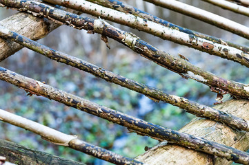 Natural background - a fence made of logs of pine. Rough raw thin pine logs