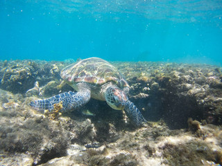 Naklejka na ściany i meble Turtle swimming underwater