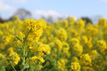 Obraz premium 菜の花畑とみつばち