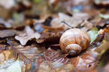 A vineyard snail in wet foliage in autumn. The leaves are moist.