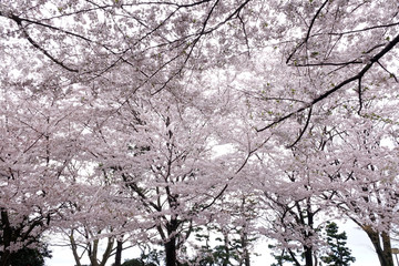 桜の木々-3_624