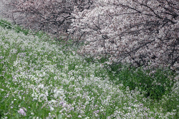 連なる桜の木_622