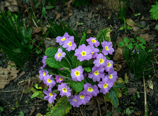 lilac yellow primrose close up