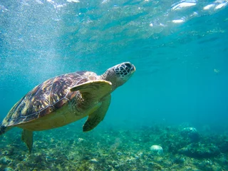 Photo sur Plexiglas Tortue Tortue nageant sous l& 39 eau