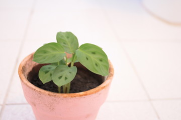 small plant in a flower pot