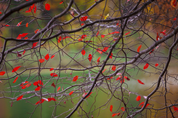 Colorful autumn