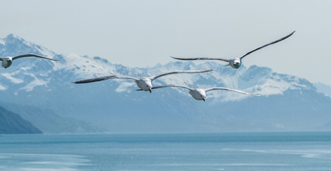 Seagull in Flight