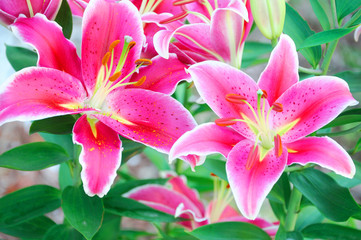 Obraz premium beautiful lilies blooming in spring garden