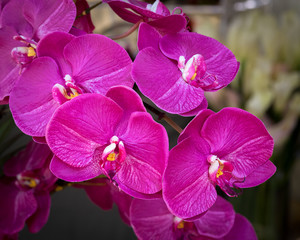 Naklejka na ściany i meble Moth orchid (Phalaenopsis sp.)