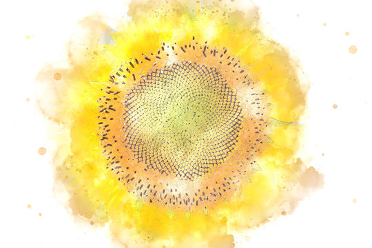Abstract yellow sunflower on watercolor background, Watercolor painting