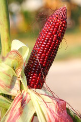CORN