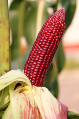 CORN