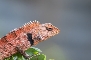 Image of chameleon on nature background. Reptile Animal