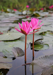 Pink lotus blossoms or water lily flowers blooming in pond