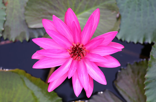 Fototapeta Pink lotus blossoms or water lily flowers blooming in pond