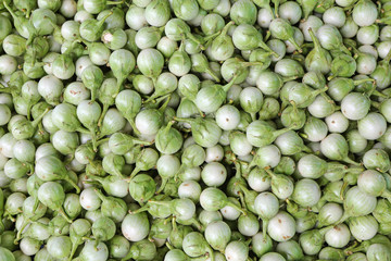 group of many eggplants, green eggplant background