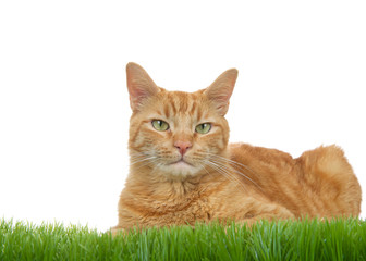 Orange ginger tabby cat laying in green grass isolated on a white background. Looking directly at...