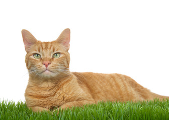 Orange ginger tabby cat laying in green grass isolated on a white background. Looking at viewer. Copy Space