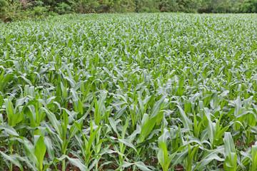 Green corn field background
