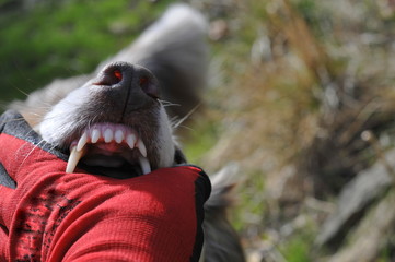 bellende Hunde beissen durchaus, Nahaufnahme eines Hundes der gerade in eine rotbehandschuhte Hand...
