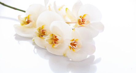 Naklejka na ściany i meble White orchid on white background