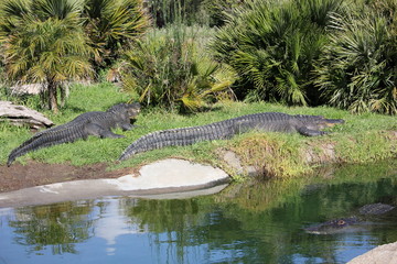 Alligators laying in the sun on riverbank  with one in the water